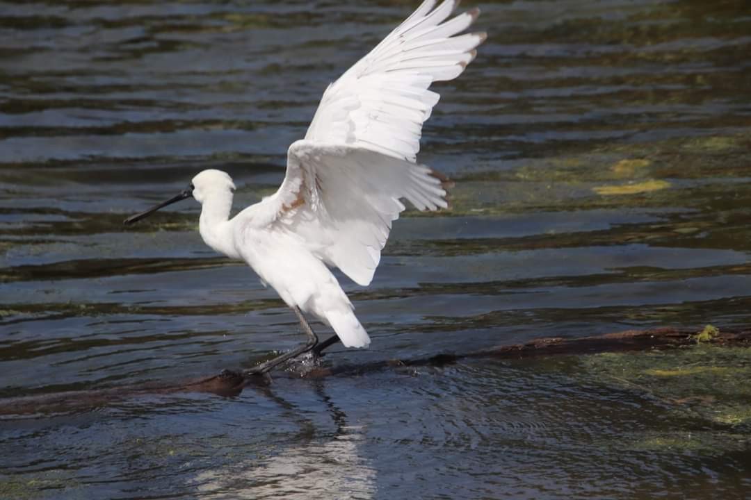 Royal Spoonbill - ML582616871