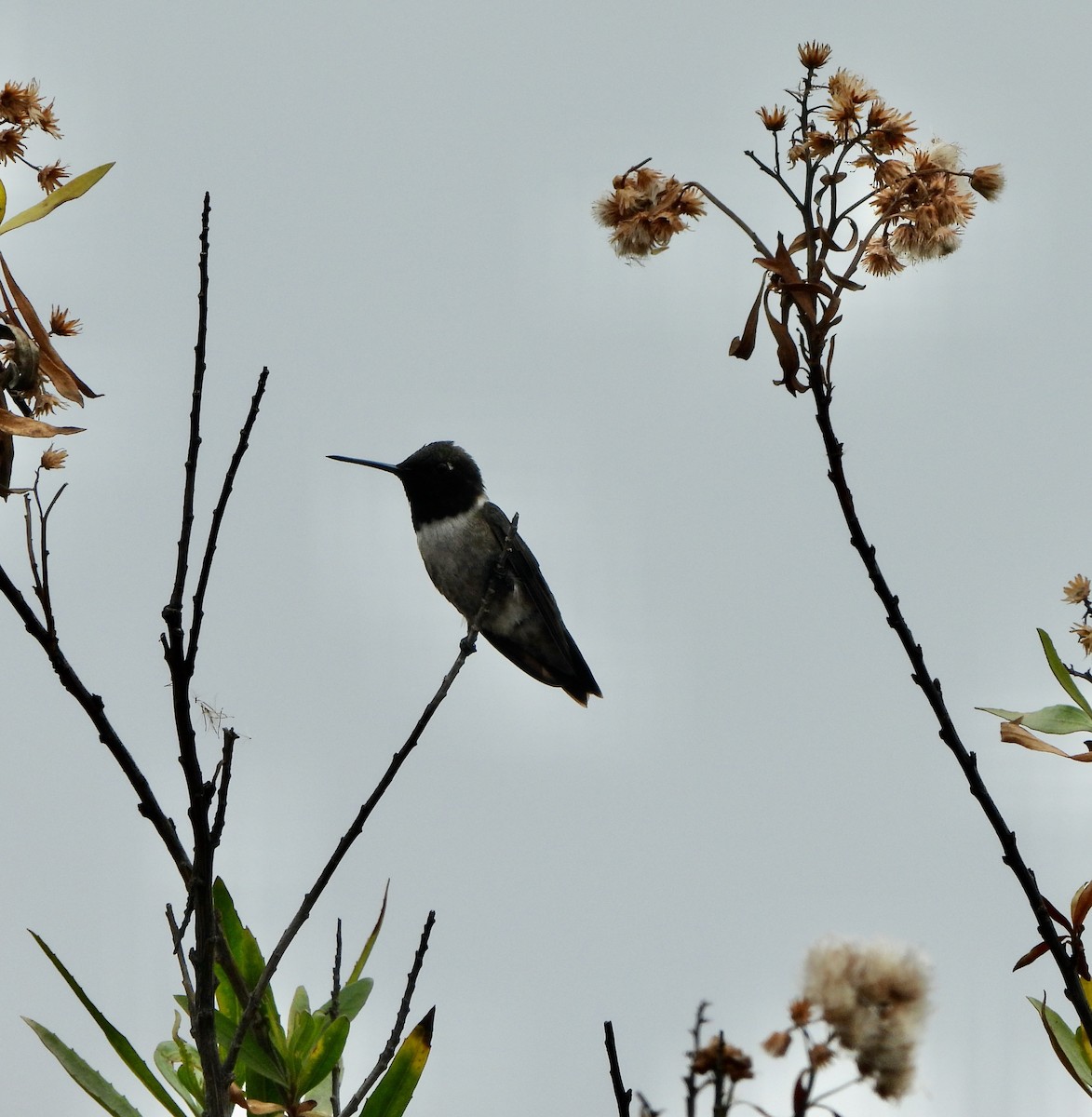 Black-chinned Hummingbird - ML582617401