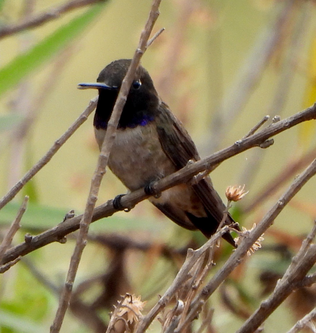 Black-chinned Hummingbird - ML582617431