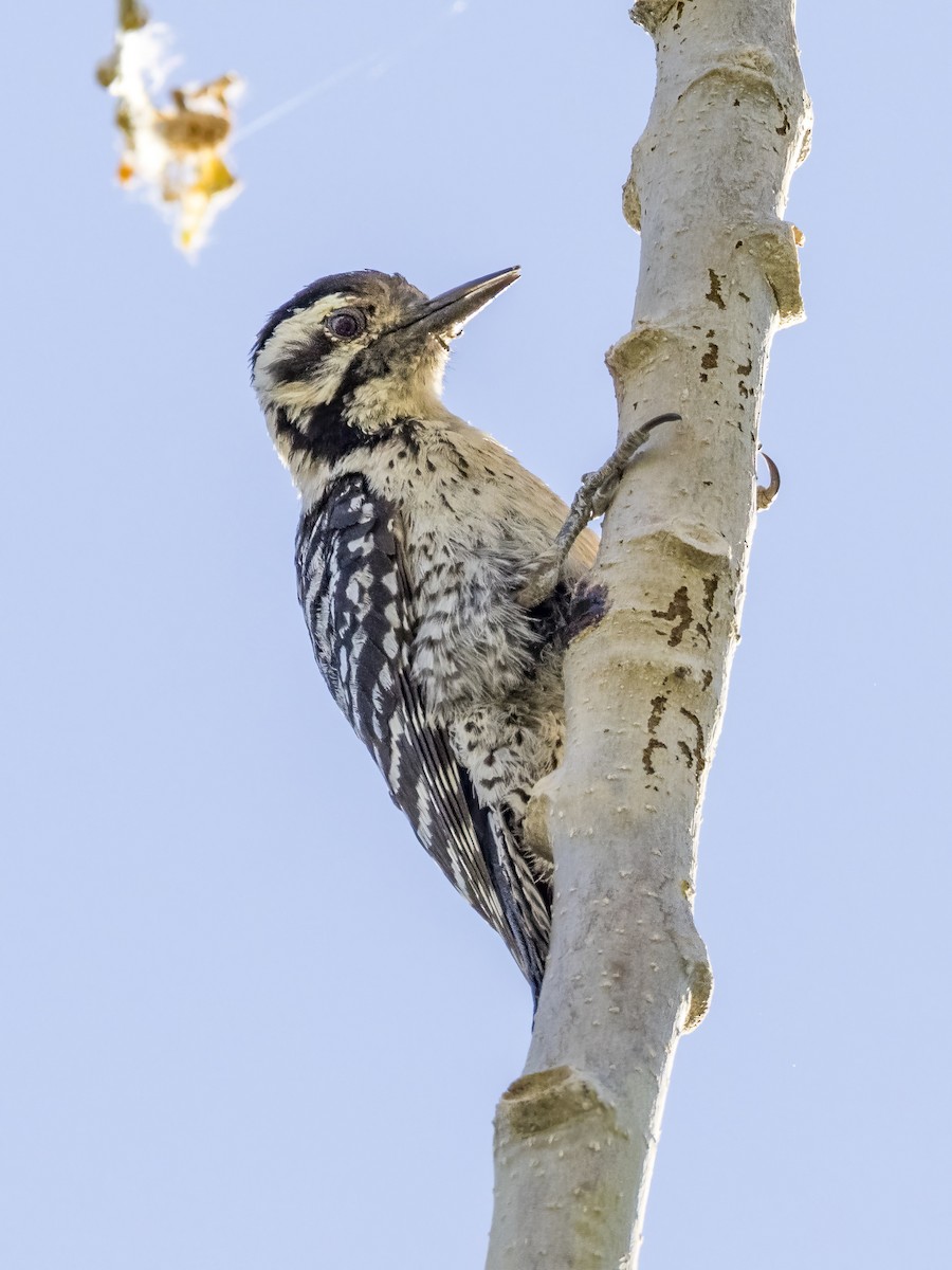 Ladder-backed Woodpecker - Diane Hoy