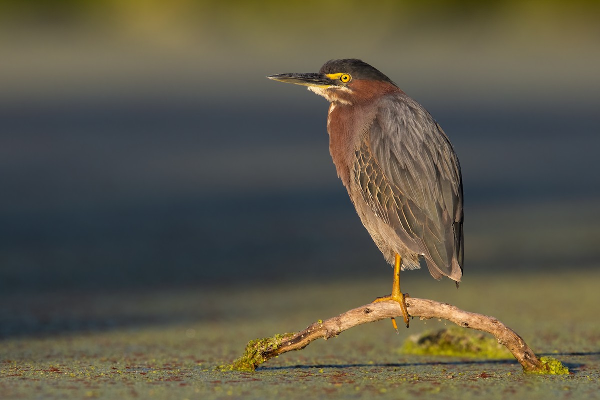 Green Heron - ML582618821
