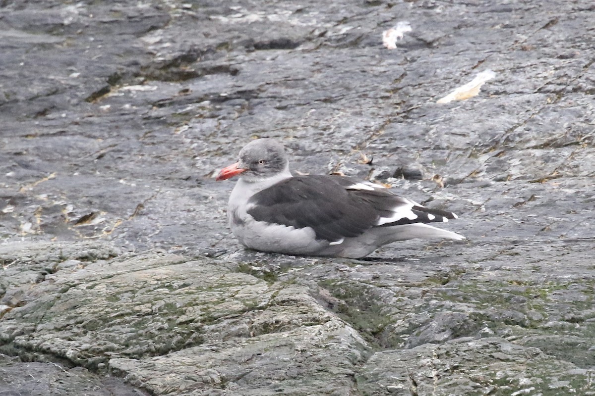 Dolphin Gull - ML582619271