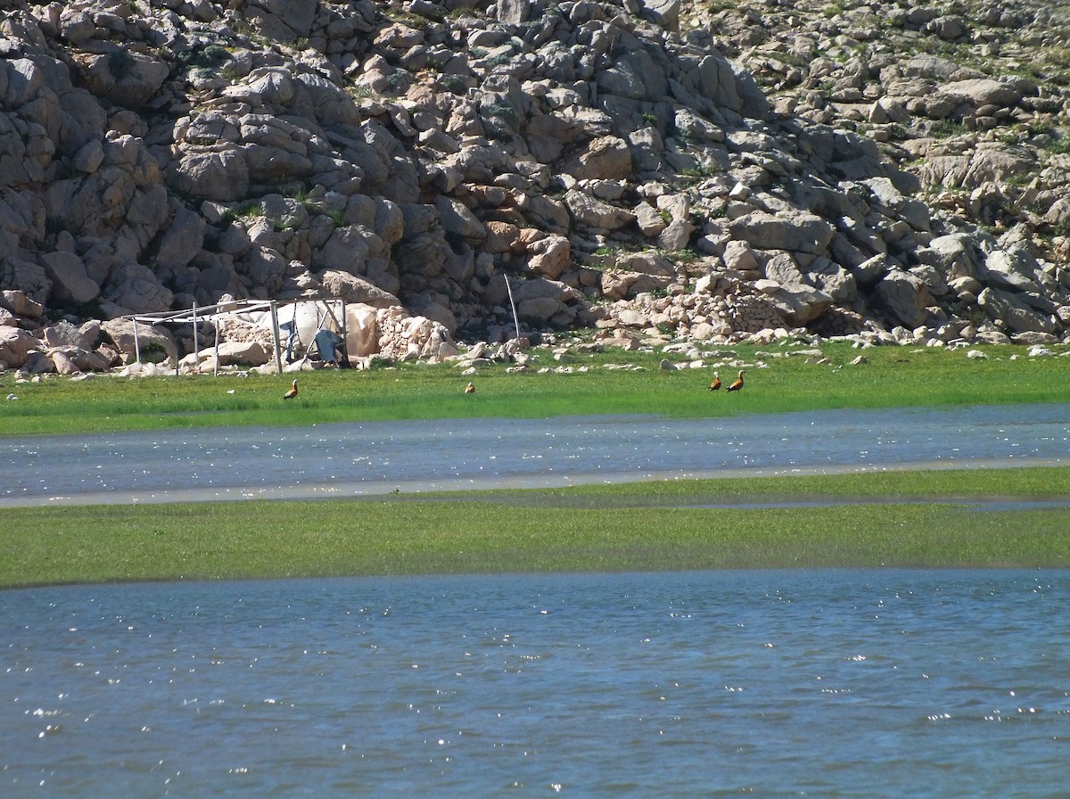Ruddy Shelduck - ML58261931