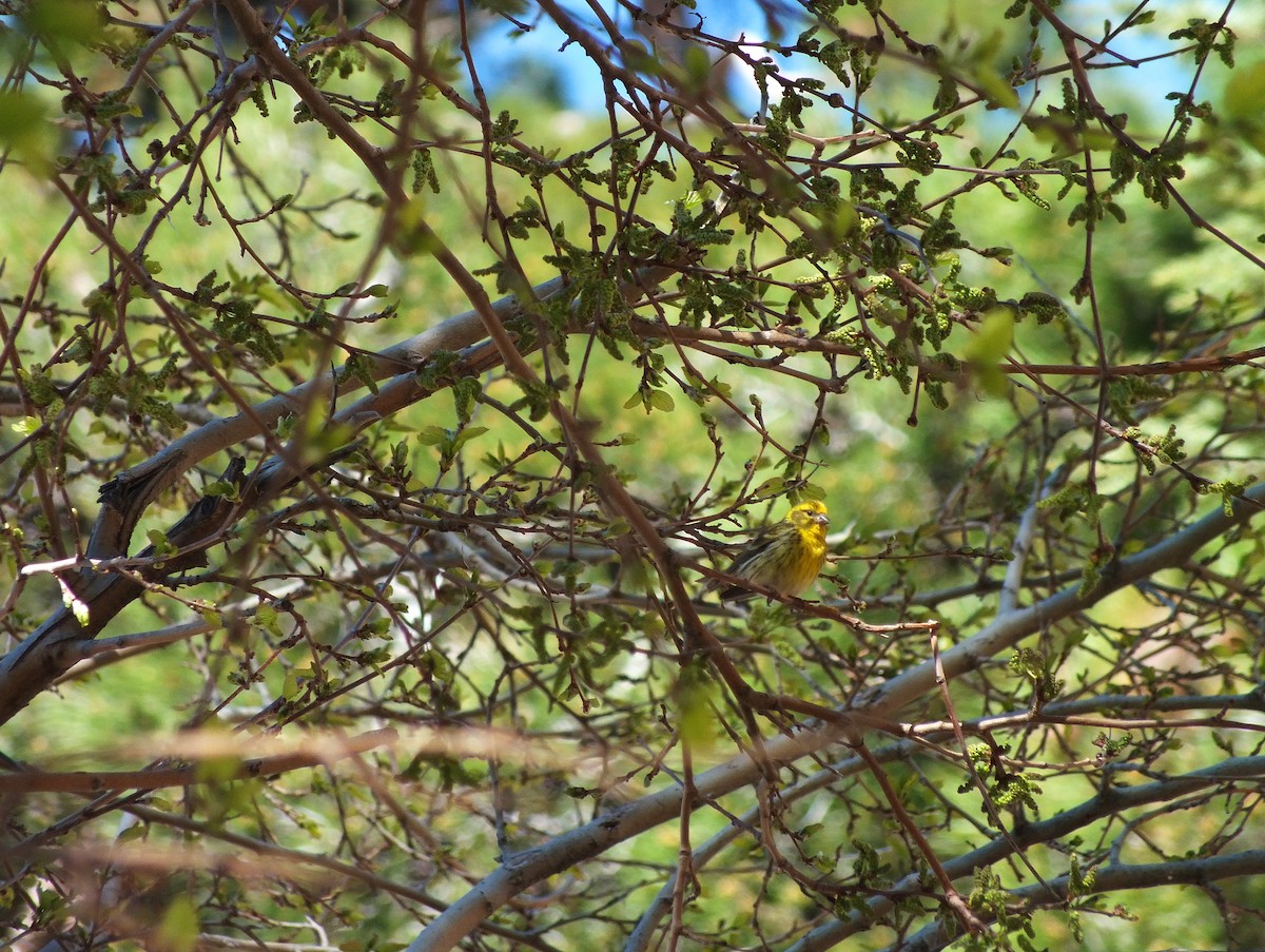 European Serin - ML58261961