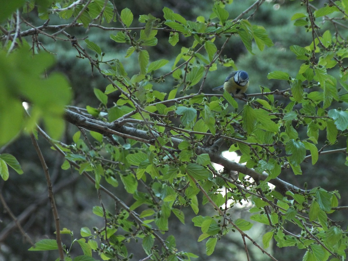 Eurasian Blue Tit - ML58261971