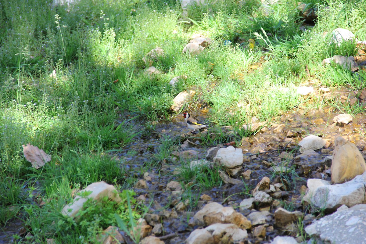 European Goldfinch - ML58261981