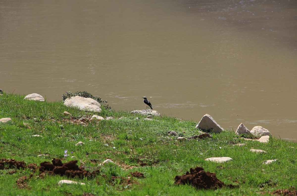Northern Wheatear - ML58261991
