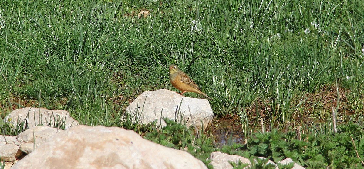 Ortolan Bunting - ML58262001