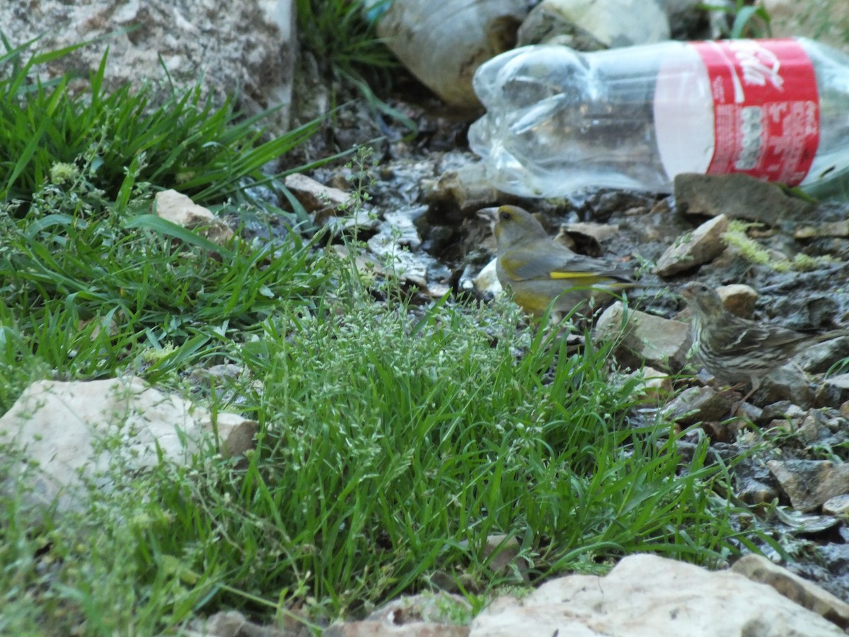 European Greenfinch - ML58262011