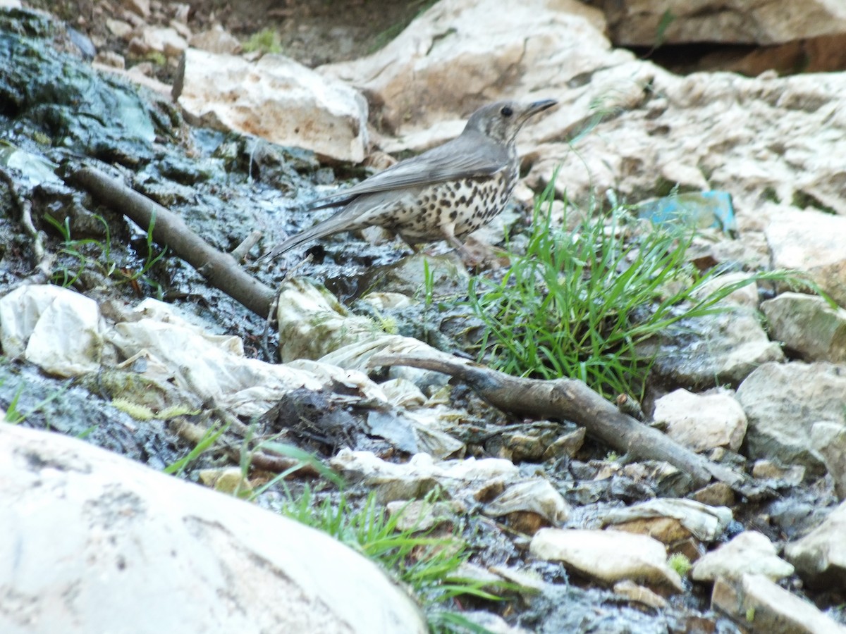 Mistle Thrush - ML58262021