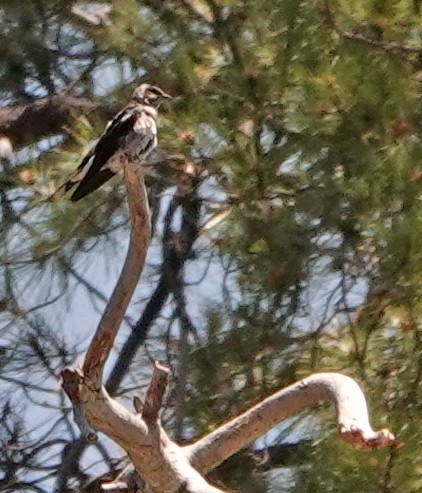 Purple Martin - ML582620431