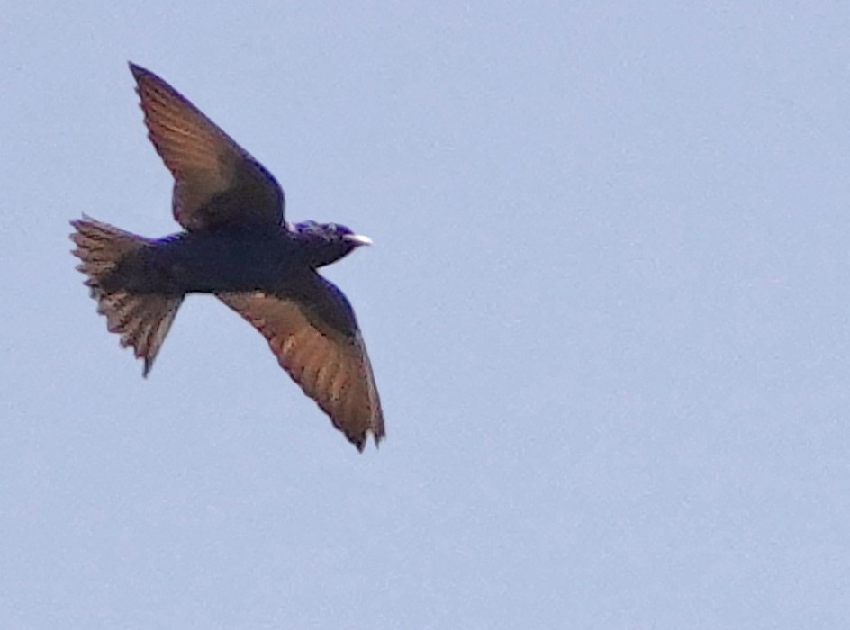 Purple Martin - ML582620471