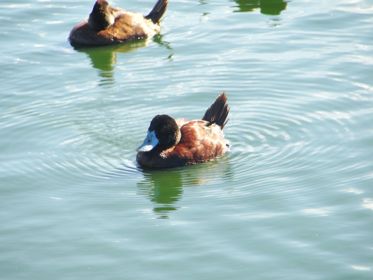 Andean/Lake Duck - ML582622651