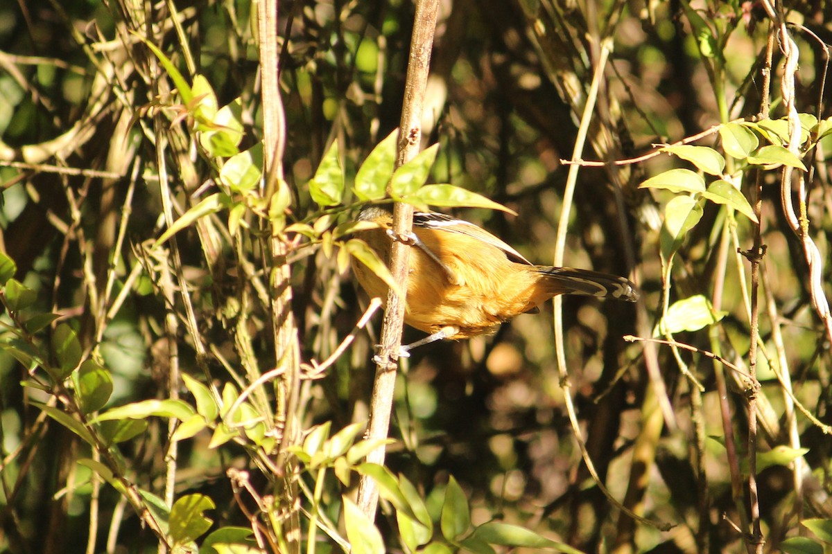 Bertoni's Antbird - ML582624671