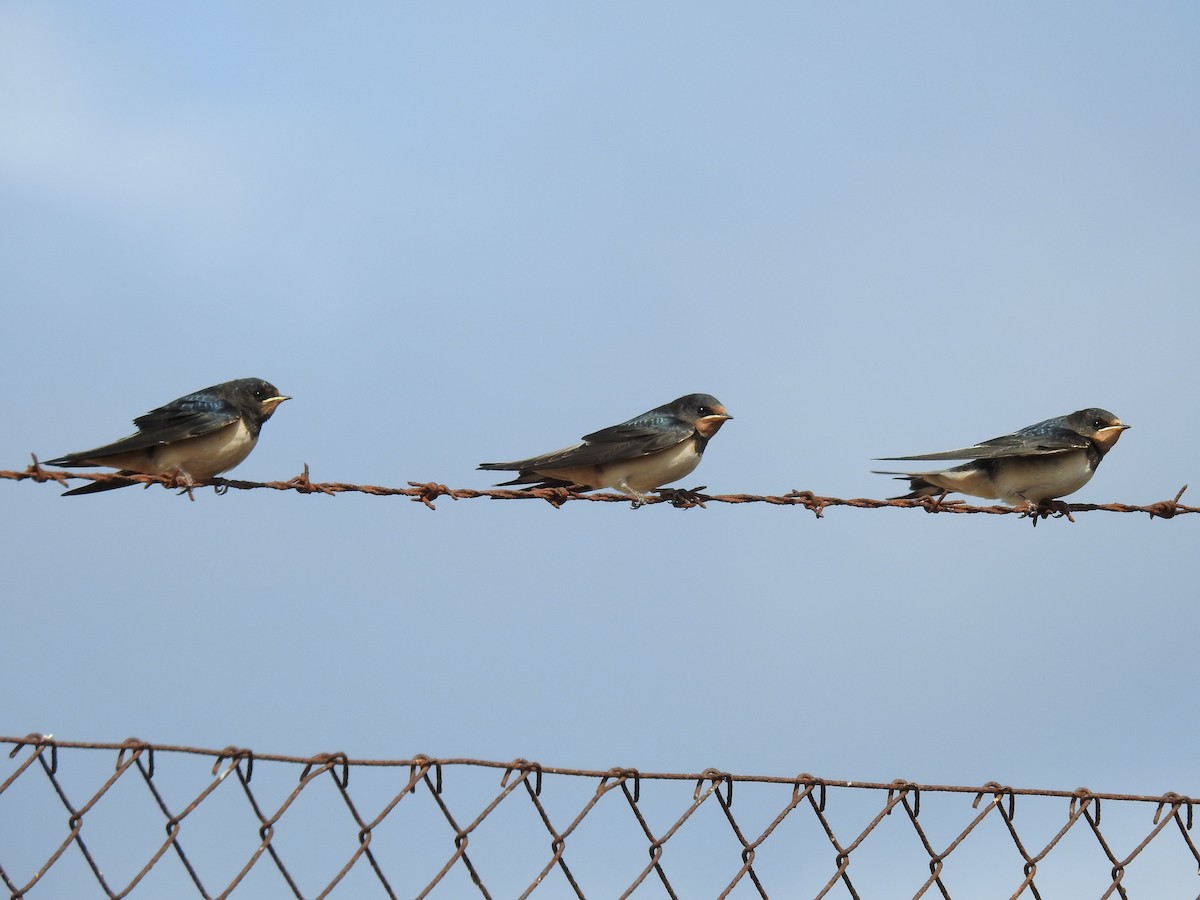 Barn Swallow - Nelson Conceição