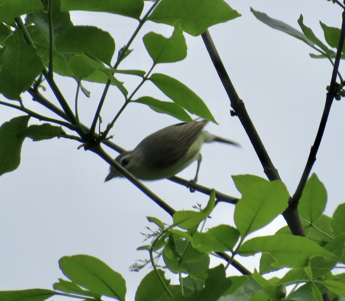 Warbling Vireo - ML582626301