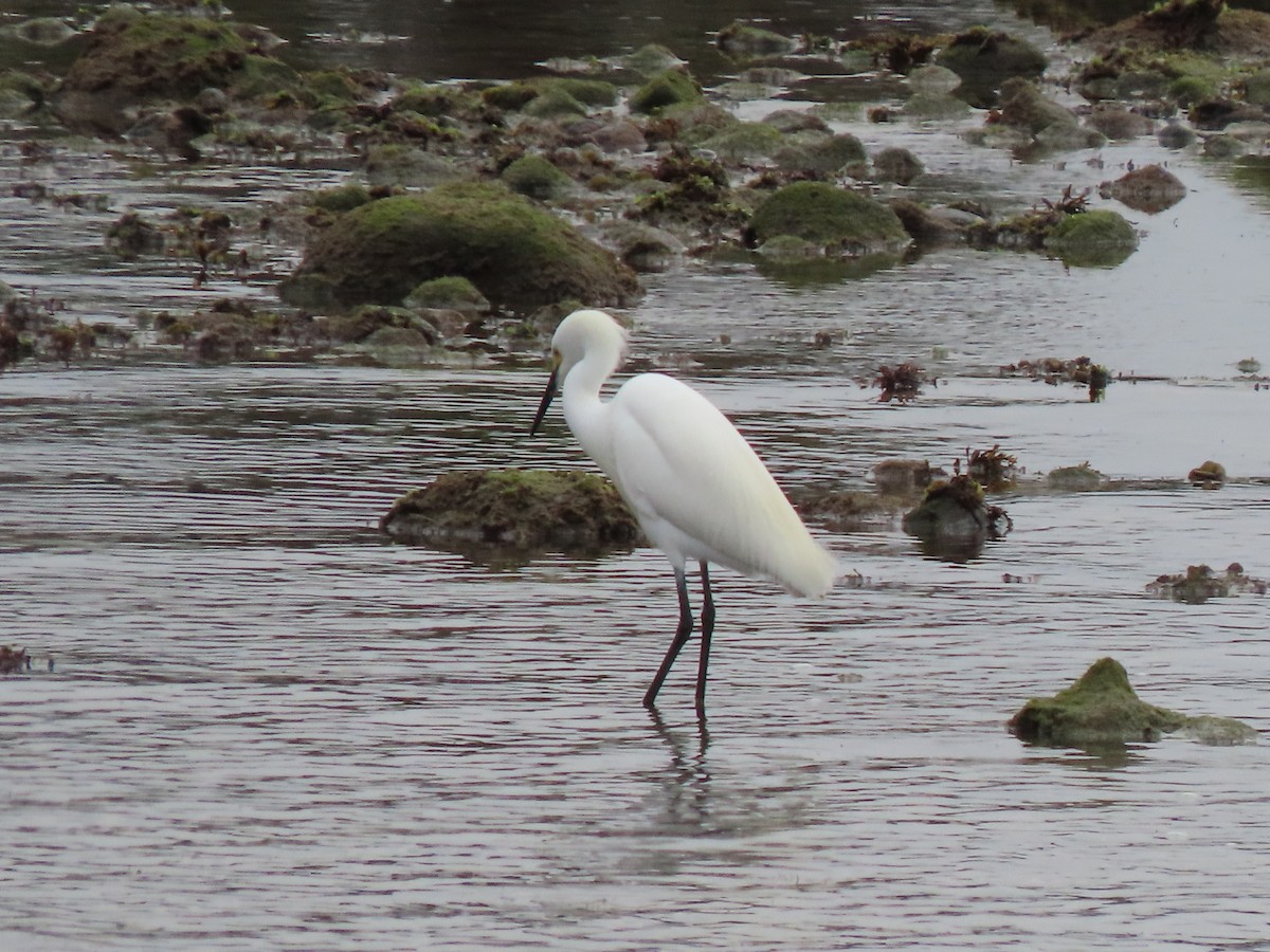 Snowy Egret - ML582626371