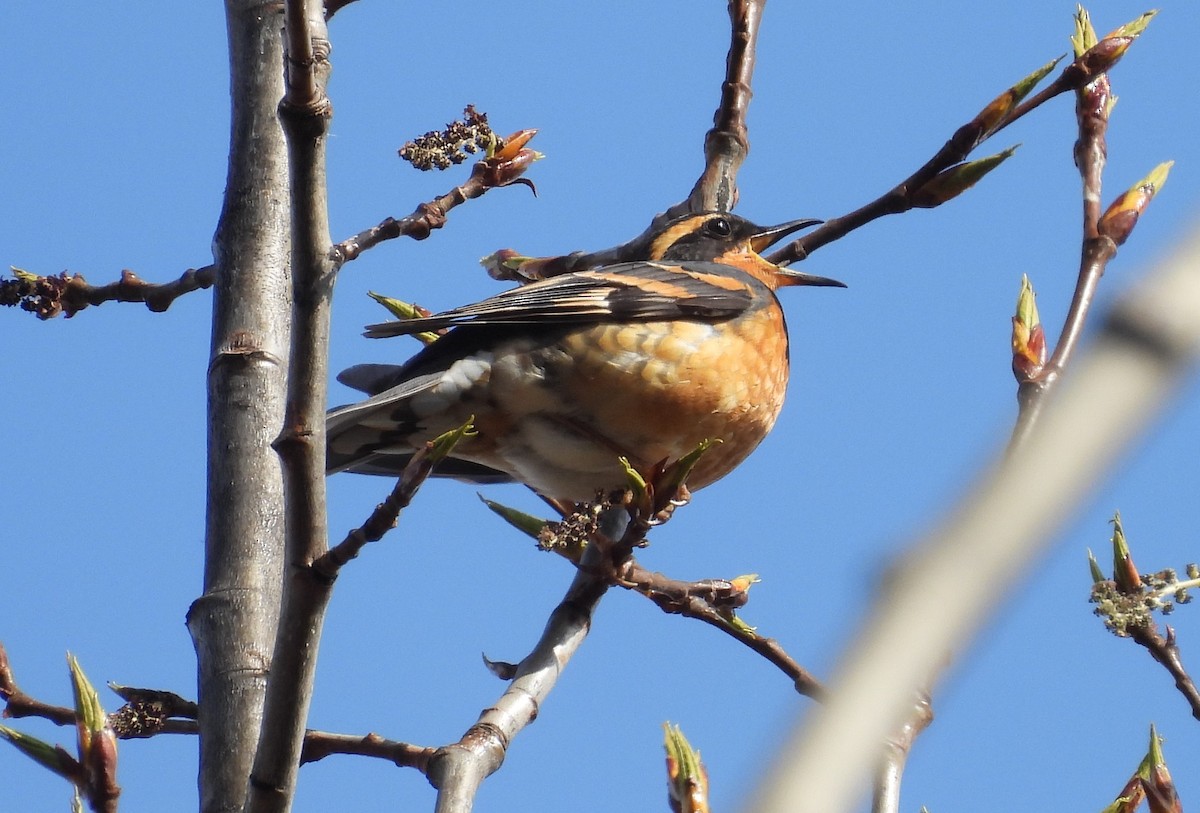 Varied Thrush - ML582627131