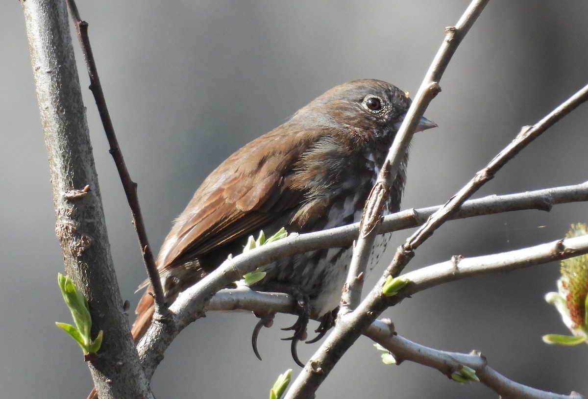 Fox Sparrow - ML582627231