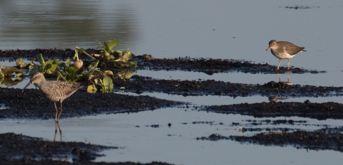 Spotted Sandpiper - ML58262791