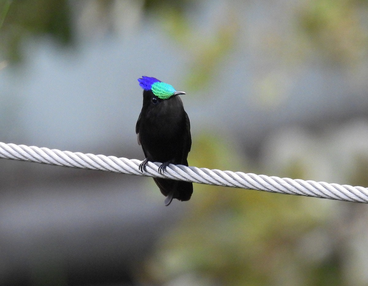 Antillean Crested Hummingbird - ML582628341