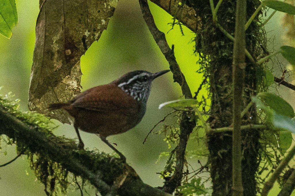 Gray-breasted Wood-Wren - Andy Pollard / Falklands Nature