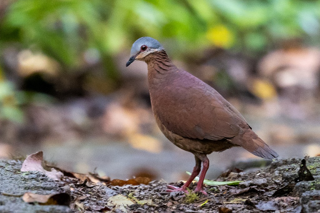 Chiriqui Quail-Dove - Andy Pollard / Falklands Nature