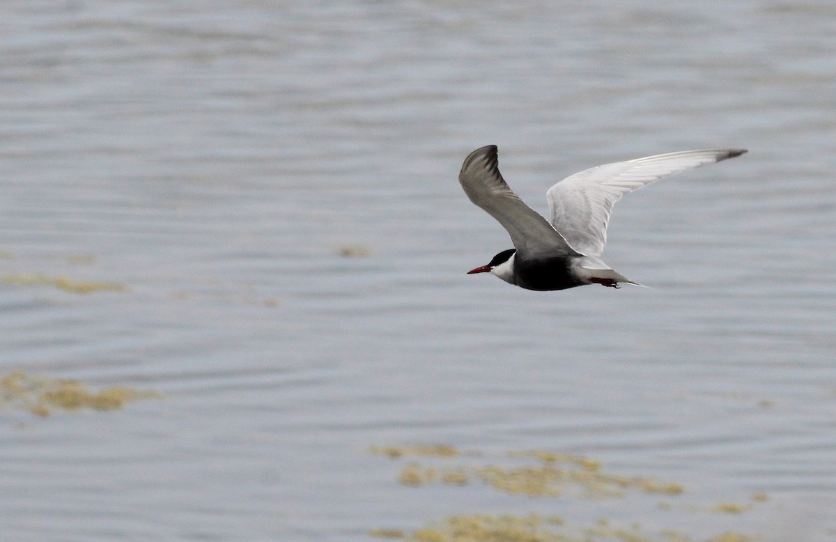 Whiskered Tern - ML58263031