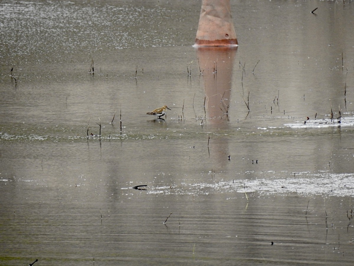 Dunlin - ML582630361