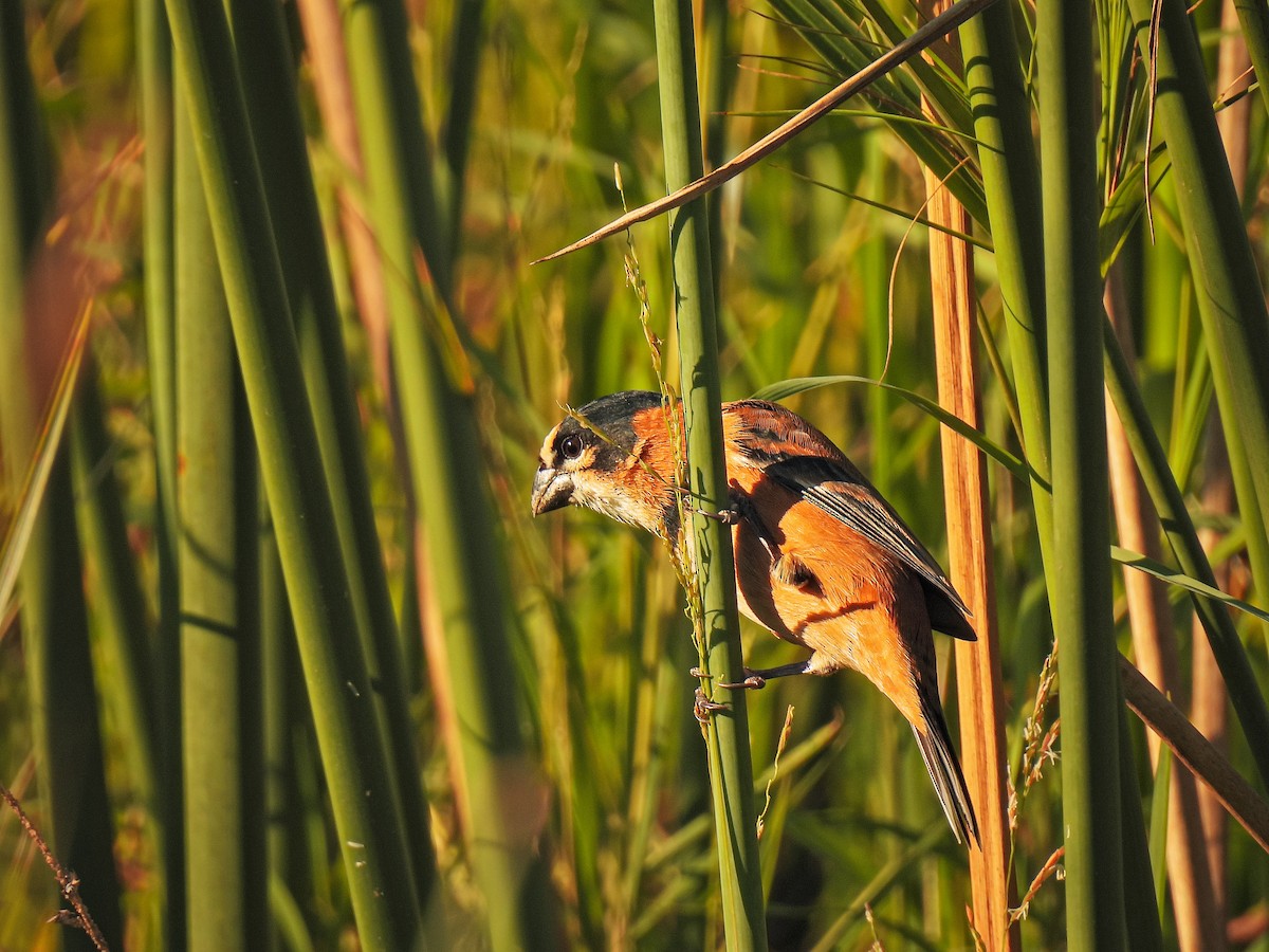 Rusty-collared Seedeater - ML582631471