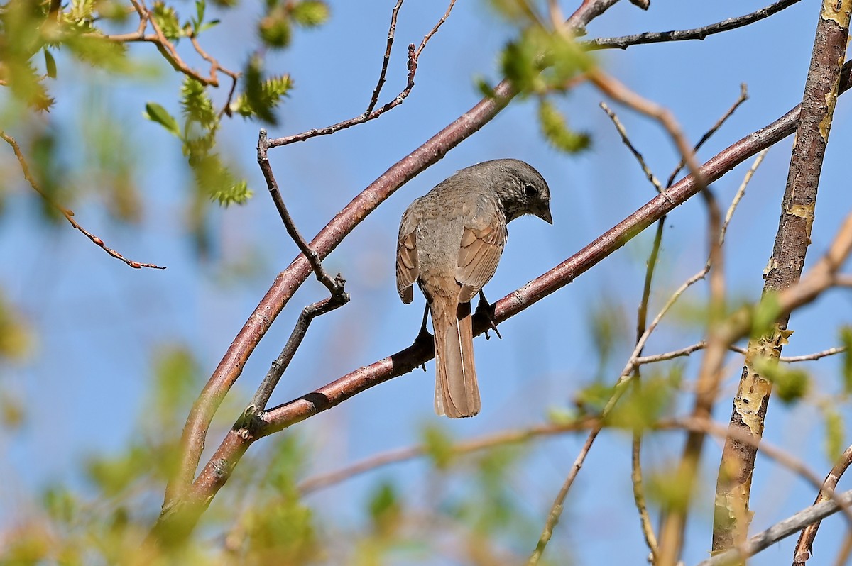 Fox Sparrow (Slate-colored) - ML582631841
