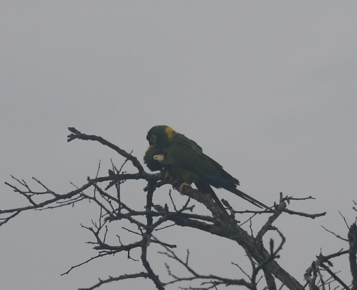 Yellow-collared Macaw - ML582632121