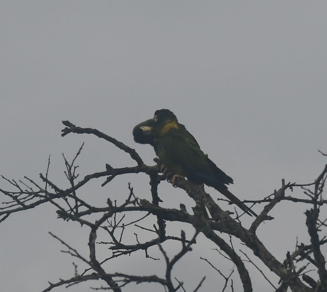 Yellow-collared Macaw - ML582632161