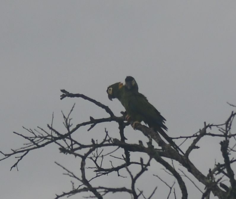 Yellow-collared Macaw - ML582632191