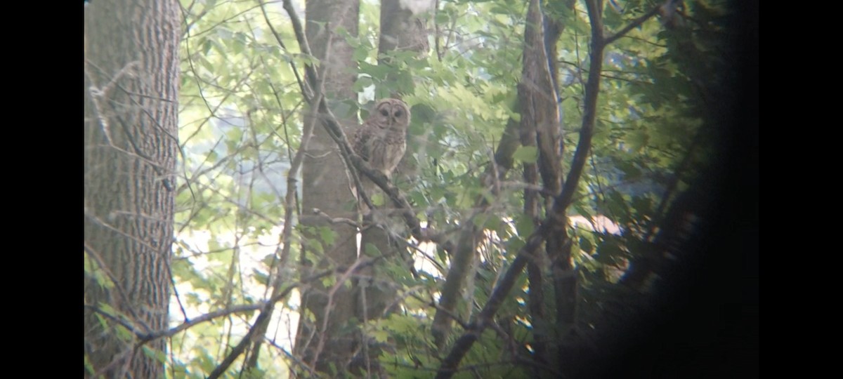 Barred Owl - ML582632381
