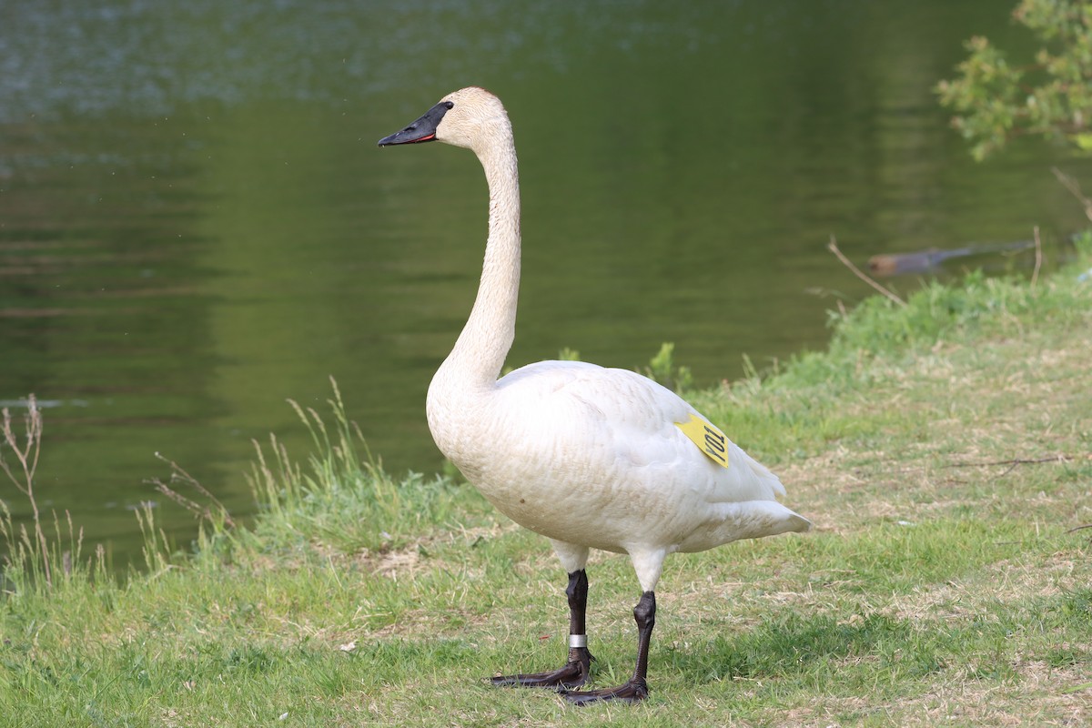 Trumpeter Swan - Michel Marsan