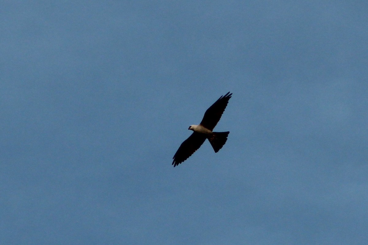 Mississippi Kite - Sam Ewing