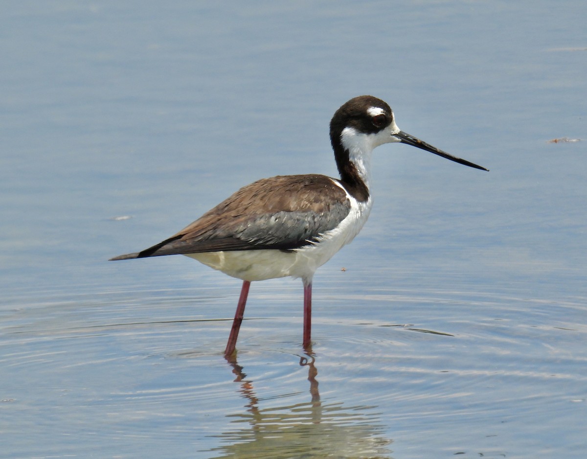 Black-necked Stilt - Van Remsen