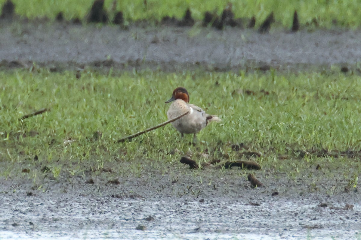 Green-winged Teal - ML582633081