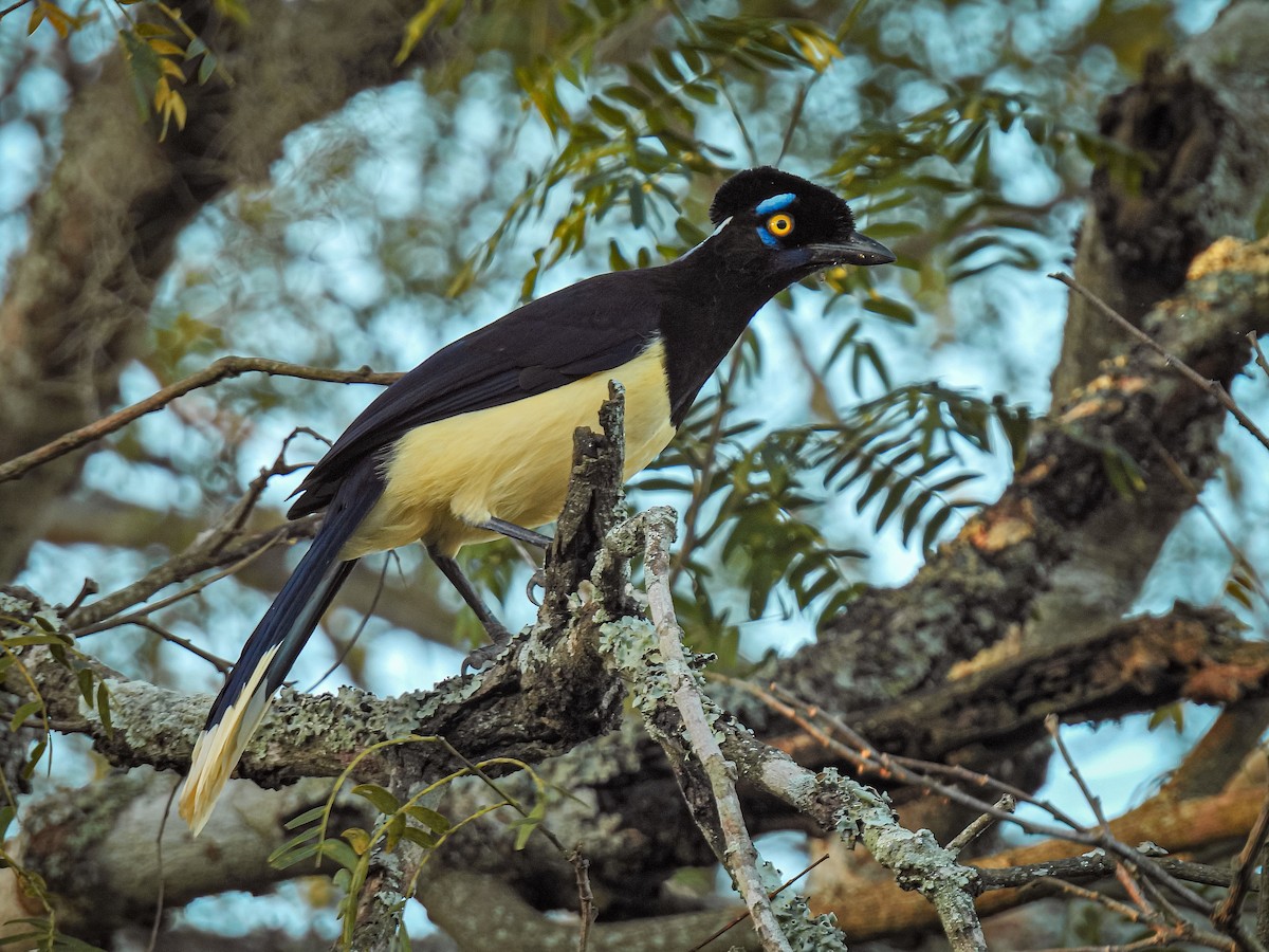 Plush-crested Jay - Selene Davey