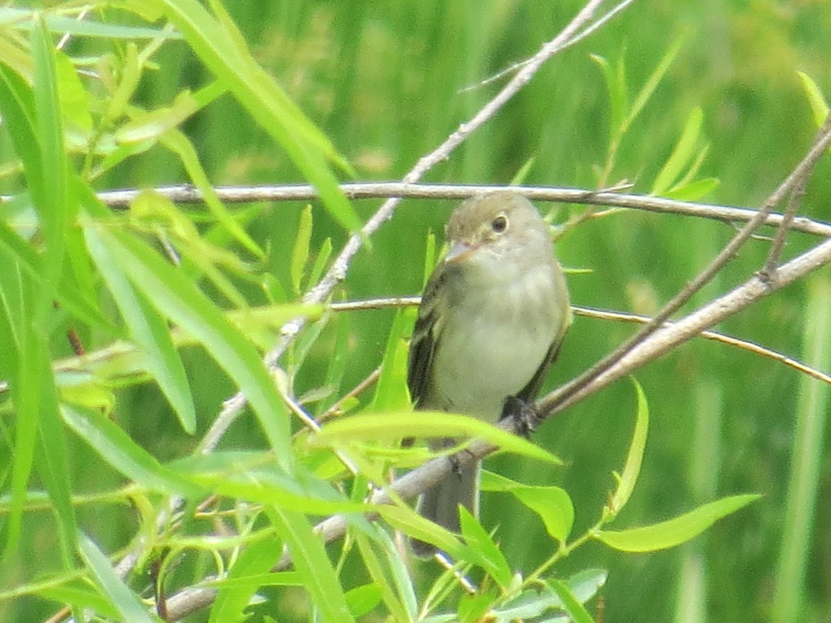 Willow Flycatcher - ML582634331