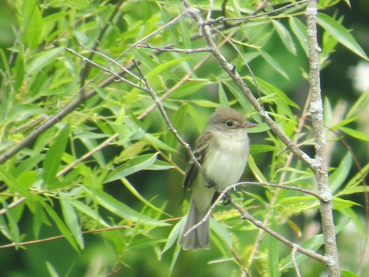 Willow Flycatcher - ML582634371