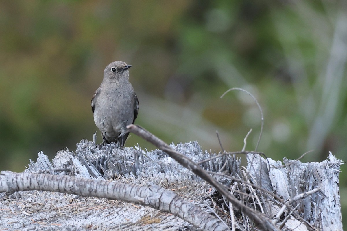 Townsend's Solitaire - ML582635381