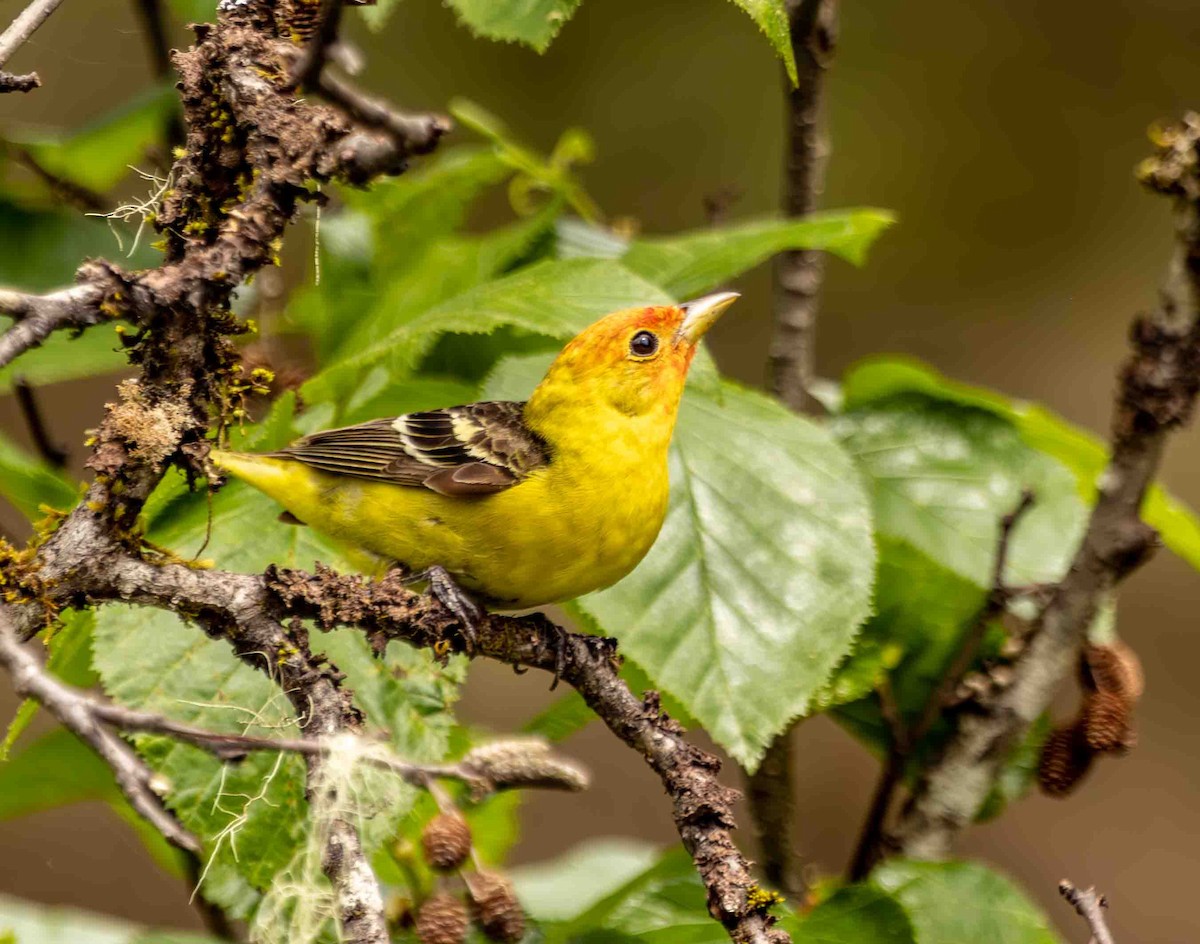 Western Tanager - ML582635391