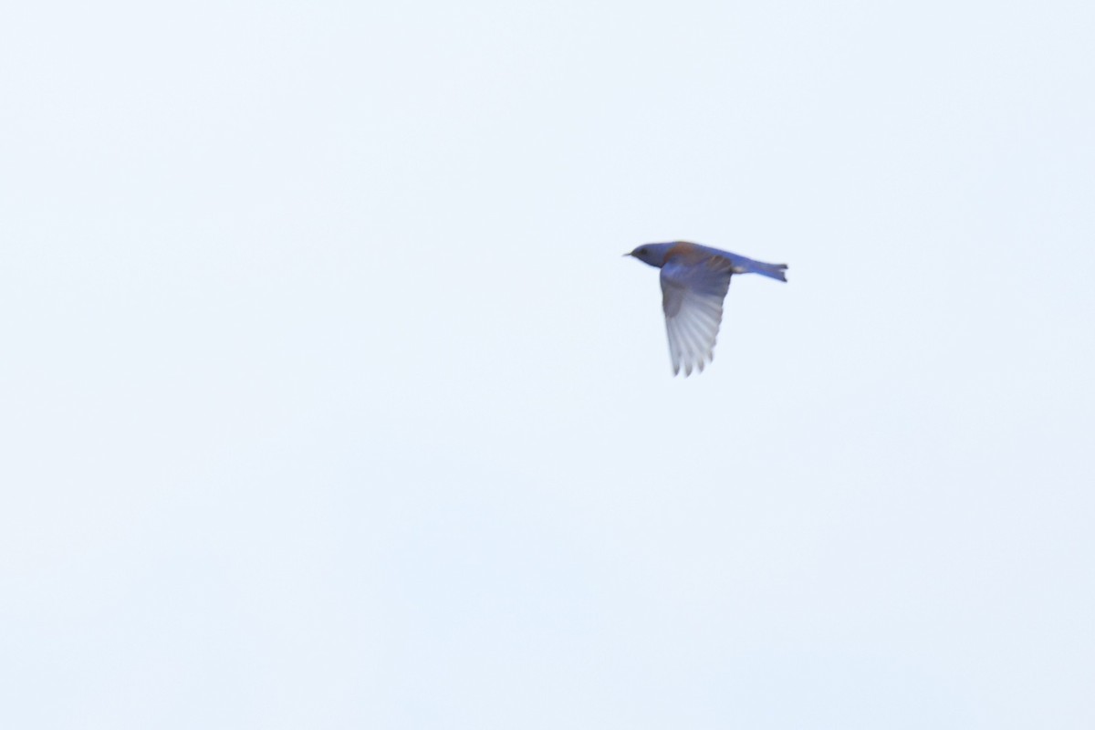 Western Bluebird - ML582635421