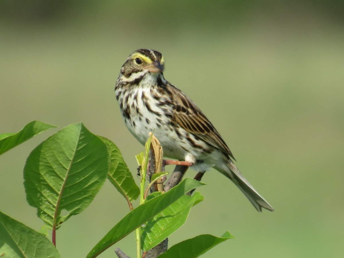 Savannah Sparrow - ML582635431