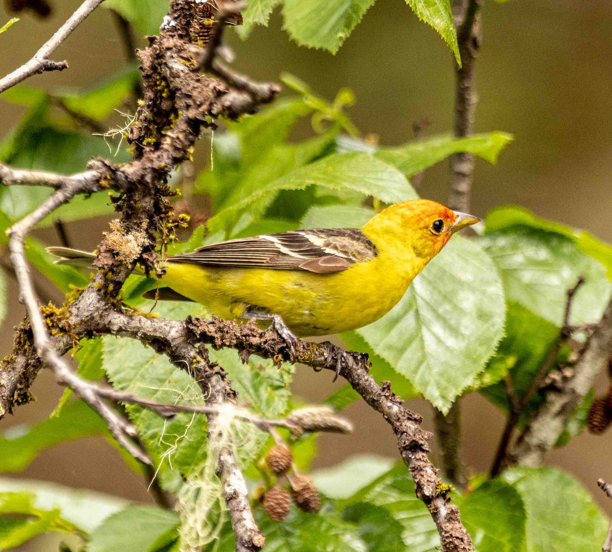 Western Tanager - ML582635461