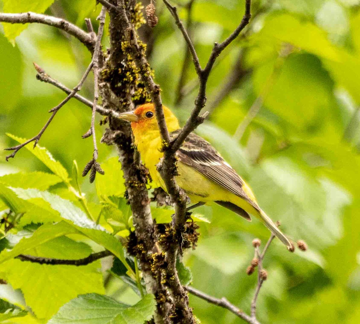 Western Tanager - ML582635621