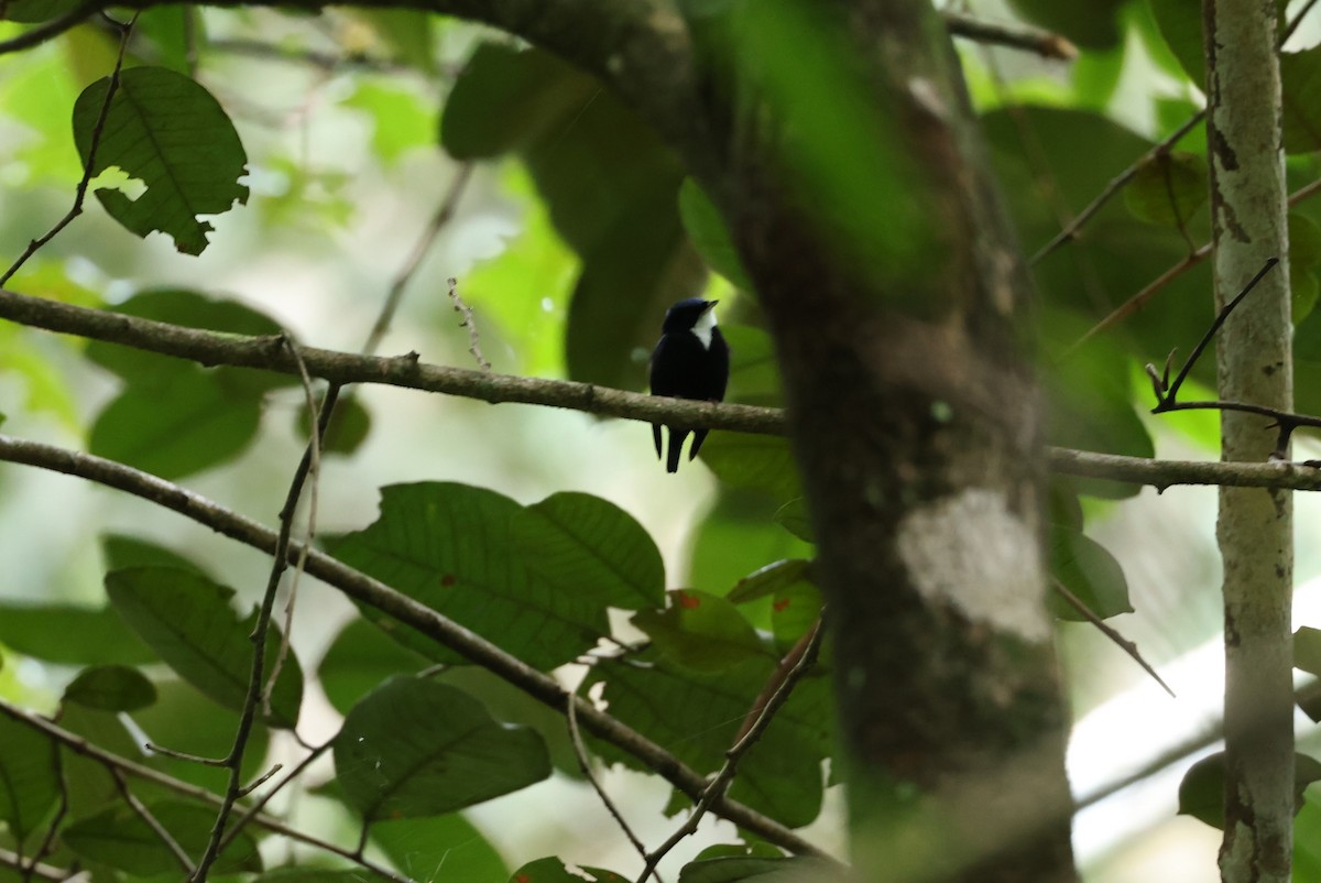 White-throated Manakin - ML582636101