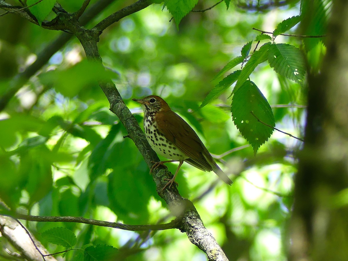 Wood Thrush - ML58263611